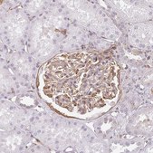 Anti-SULF1 antibody produced in rabbit Prestige Antibodies&#174; Powered by Atlas Antibodies, affinity isolated antibody, buffered aqueous glycerol solution