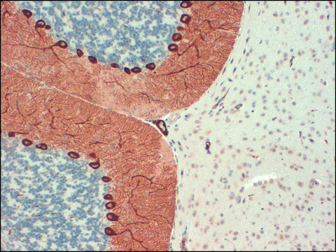 Monoclonal Anti-ITPR1 antibody produced in mouse clone S24-18, 1&#160;mg/mL, purified immunoglobulin