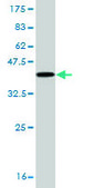 Monoclonal Anti-CAMK2A antibody produced in mouse clone 2C12, purified immunoglobulin, buffered aqueous solution