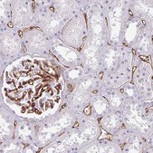 Anti-CD34 antibody produced in rabbit Prestige Antibodies&#174; Powered by Atlas Antibodies, affinity isolated antibody, buffered aqueous glycerol solution