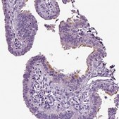 Anti-DNAH10 antibody produced in rabbit Prestige Antibodies&#174; Powered by Atlas Antibodies, affinity isolated antibody, buffered aqueous glycerol solution