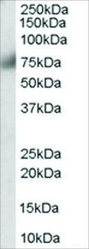 Anti-FGFR1 antibody produced in goat affinity isolated antibody, buffered aqueous solution