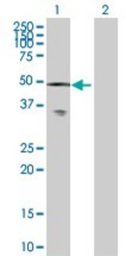Anti-CAMK2A antibody produced in mouse purified immunoglobulin, buffered aqueous solution