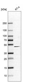 Anti-CERS3 antibody produced in rabbit Prestige Antibodies&#174; Powered by Atlas Antibodies, affinity isolated antibody, buffered aqueous glycerol solution