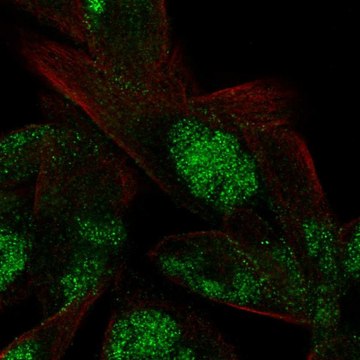 Anti-VWA5A antibody produced in rabbit Prestige Antibodies&#174; Powered by Atlas Antibodies, affinity isolated antibody