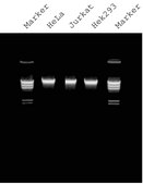 GenElute&#8482; Mammalian Genomic DNA Miniprep Kits sufficient for 350&#160;purifications