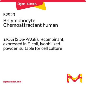 B-Lymphocyte Chemoattractant human &#8805;95% (SDS-PAGE), recombinant, expressed in E. coli, lyophilized powder, suitable for cell culture