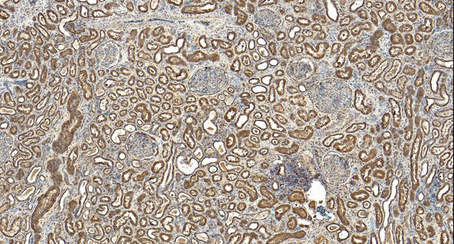 Anti-MORF4L1 (N-terminal) antibody produced in goat affinity isolated antibody, buffered aqueous solution
