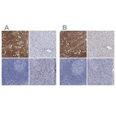 Anti-SLC1A3 antibody produced in rabbit Prestige Antibodies&#174; Powered by Atlas Antibodies, affinity isolated antibody, buffered aqueous glycerol solution