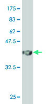 Monoclonal Anti-MAFA antibody produced in mouse clone 2F1, purified immunoglobulin, buffered aqueous solution