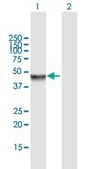 Anti-MAPK8 antibody produced in mouse purified immunoglobulin, buffered aqueous solution