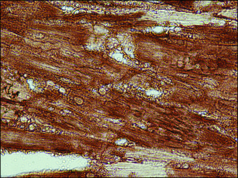 Anti-Actin, Cardiac antibody, Mouse monoclonal clone AC1-20.4.2, purified from hybridoma cell culture