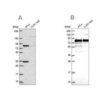 Anti-CLINT1 antibody produced in rabbit Prestige Antibodies&#174; Powered by Atlas Antibodies, affinity isolated antibody, buffered aqueous glycerol solution