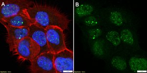 Anti-SREBF2 Antibody, clone 2K8 ZooMAb&#174; Rabbit Monoclonal recombinant, expressed in HEK 293 cells