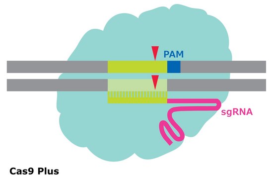 Cas9 Plus Protein from Streptococcus pyogenes, recombinant, expressed in E. coli, 3X NLS