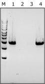 Lyticase from Arthrobacter luteus free of DNA contaminants, suitable for Microbiome research, &#8805;2000&#160;units/mg protein, lyophilized powder