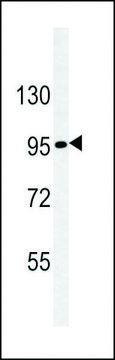 MONOCLONAL ANTI-NEPHRIN antibody produced in mouse clone 174CT2.1.1, crude ascites, buffered aqueous solution