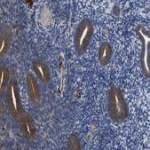 Anti-CLCC1 antibody produced in rabbit Prestige Antibodies&#174; Powered by Atlas Antibodies, affinity isolated antibody, buffered aqueous glycerol solution