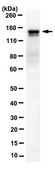Anti-Catenin delta-2 Antibody, clone 4H2.1 clone 4H2.1, from mouse