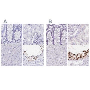 Anti-HDGFL1 antibody produced in rabbit Prestige Antibodies&#174; Powered by Atlas Antibodies, affinity isolated antibody, buffered aqueous glycerol solution