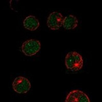 Anti-LMO2 antibody produced in rabbit Prestige Antibodies&#174; Powered by Atlas Antibodies, affinity isolated antibody, buffered aqueous glycerol solution