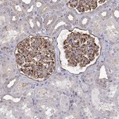 Anti-MYH9 Prestige Antibodies&#174; Powered by Atlas Antibodies, affinity isolated antibody