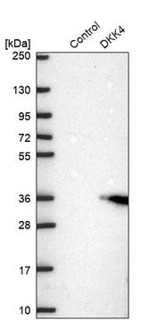 Anti-DKK4 antibody produced in rabbit Prestige Antibodies&#174; Powered by Atlas Antibodies, affinity isolated antibody, buffered aqueous glycerol solution