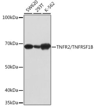 Anti-TNFR2/TNFRSF1B Antibody, clone 7S1K0, Rabbit Monoclonal