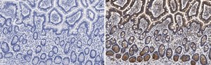 Anti-Gab1 Antibody, clone 4B20, ZooMAb&#174; Rabbit Monoclonal recombinant, expressed in HEK 293 cells