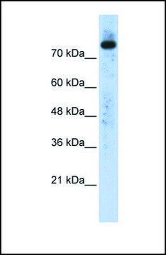 Anti-PLD2 affinity isolated antibody