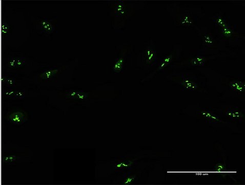 Anti-DDX47 antibody produced in mouse purified immunoglobulin, buffered aqueous solution