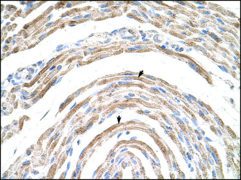 Anti-CPSF6 antibody produced in rabbit IgG fraction of antiserum