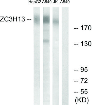 Anti-ZC3H13 antibody produced in rabbit affinity isolated antibody