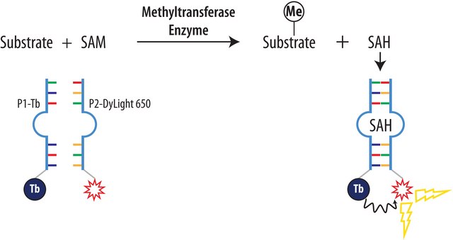 AptaFluor&#174; SAH Methyltransferase Assay