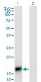 Monoclonal Anti-CART antibody produced in mouse clone 3E4, purified immunoglobulin, buffered aqueous solution