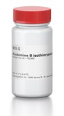 Rhodamine B isothiocyanate–Dextran average mol wt ~70,000