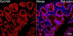 Anti-EpCAM Antibody, clone 4V1B7, Rabbit Monoclonal