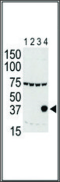 Anti-Aurora-C (N-term M1) antibody produced in rabbit IgG fraction of antiserum, buffered aqueous solution