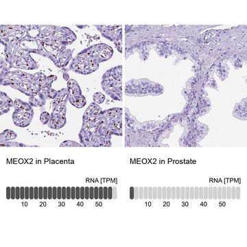 Anti-MEOX2 antibody produced in rabbit Prestige Antibodies&#174; Powered by Atlas Antibodies, affinity isolated antibody, buffered aqueous glycerol solution