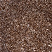 Anti-PISD antibody produced in rabbit Prestige Antibodies&#174; Powered by Atlas Antibodies, affinity isolated antibody, buffered aqueous glycerol solution, ab1