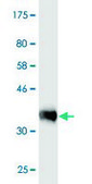 Monoclonal Anti-PRAGMIN antibody produced in mouse clone 1D9, purified immunoglobulin, buffered aqueous solution