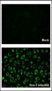 Anti-NS1 antibody produced in rabbit affinity isolated antibody, buffered aqueous solution