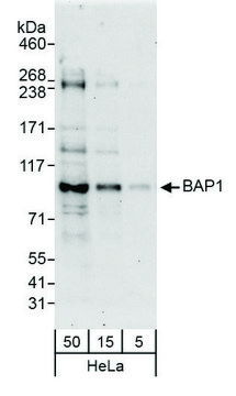 Rabbit anti-BAP1 Antibody, Affinity Purified Powered by Bethyl Laboratories, Inc.