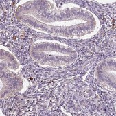 Anti-APOC1 antibody produced in rabbit Prestige Antibodies&#174; Powered by Atlas Antibodies, affinity isolated antibody, buffered aqueous glycerol solution