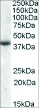 Anti-APOL6 antibody produced in goat affinity isolated antibody, buffered aqueous solution