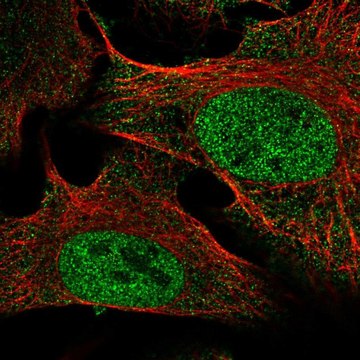 Anti-SETDB2 antibody produced in rabbit Prestige Antibodies&#174; Powered by Atlas Antibodies, affinity isolated antibody