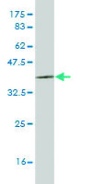 ANTI-LHX6 antibody produced in mouse clone 2A2, purified immunoglobulin, buffered aqueous solution