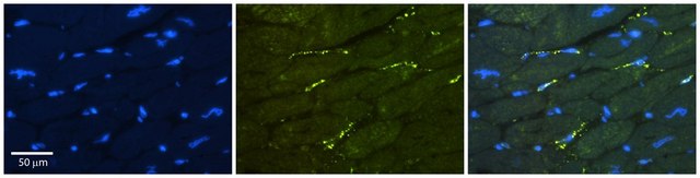 Anti-GREB1 (ab1) antibody produced in rabbit affinity isolated antibody