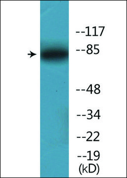 Anti-phospho-Ku80 (pThr714) antibody produced in rabbit affinity isolated antibody