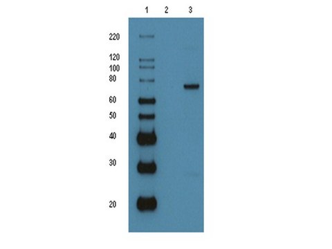 p53-GST (recombinant protein)